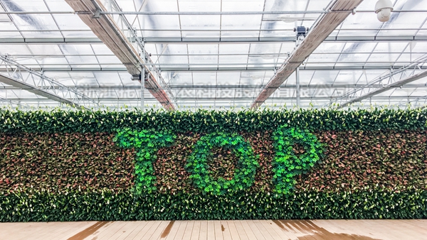 麻豆操逼视频全自动托管智能温室大棚 麻豆操逼视频全自动托管智能温室大棚