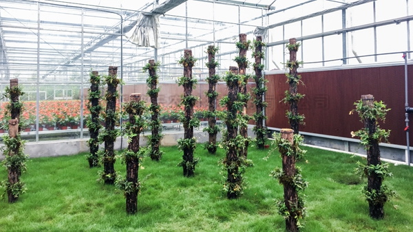 立体栽培区 立体栽培区