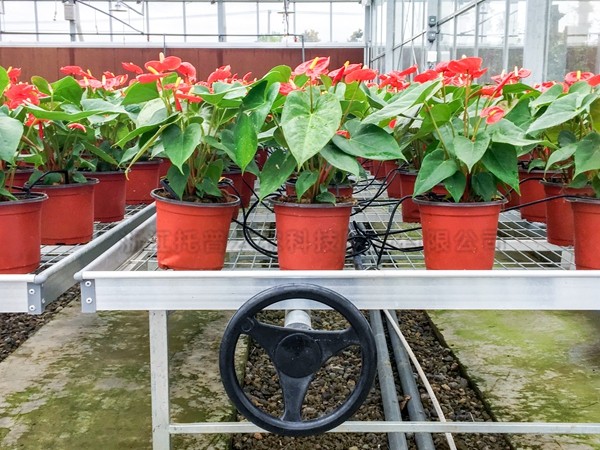 红掌种植区域 红掌种植区域