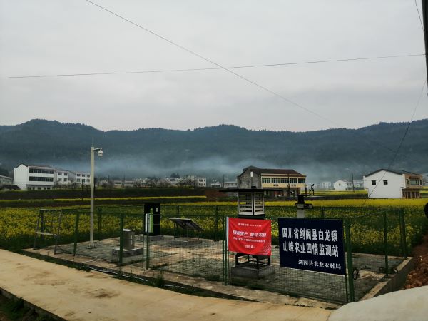 麻豆操逼视频病虫害监测点 麻豆操逼视频病虫害监测点